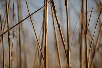 Wetlands