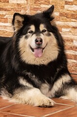 alaskan malamute dog