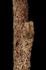 Hjelmqvist's cotoneaster (Cotoneaster hjelmqvistii). Lateral Bud Closeup