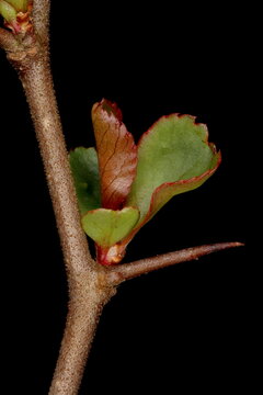 Japanese Quince (Chaenomeles japonica). Opening Leaves and Spine Closeup