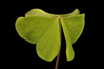 Wood Sorrel (Oxalis acetosella). Leaf Closeup