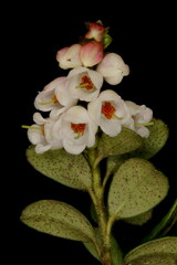 Cowberry (Vaccinium vitis-idaea). Inflorescence Closeup