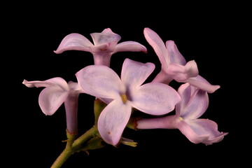 Lilac (Syringa vulgaris). Inflorescence Detail Closeup