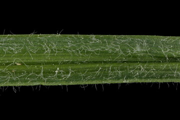 Hairy Sedge (Carex hirta). Leaf Detail Closeup - obrazy, fototapety, plakaty
