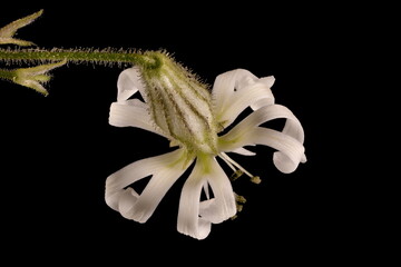 Nottingham Catchfly (Silene nutans). Flower Closeup