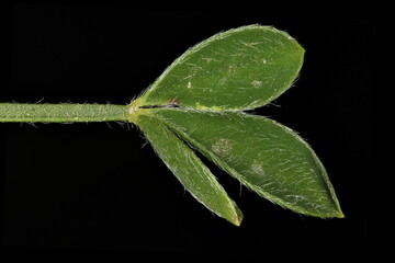 Common Broom (Cytisus scoparius). Leaf Closeup