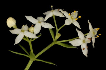 Hedge Bedstraw (Galium mollugo). Inflorescence Detail Closeup