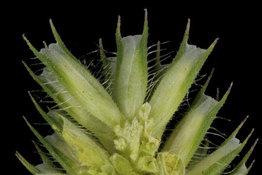 Timothy (Phleum pratense). Florets Closeup