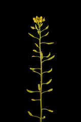 Marsh Yellow-Cress (Rorippa palustris). Inflorescence Closeup