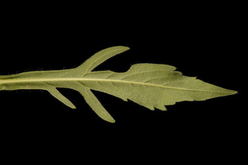 Field Scabious (Knautia arvensis). Middle Leaf Closeup