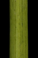 Common Club-Rush (Schoenoplectus lacustris). Stem Detail Closeup