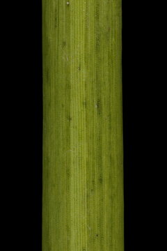 Common Club-Rush (Schoenoplectus lacustris). Stem Detail Closeup