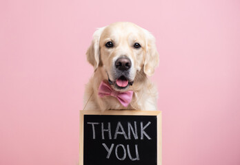 The dog is holding a black sign with the text THANK YOU. A golden retriever sits on a pink background wearing a bow tie and looking at the camera. Concept ad, banner