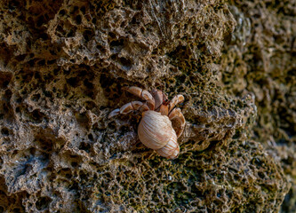Close-up hermit crab climbing a porous rock