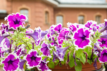 Fototapeta na wymiar Colorful beautiful petunia blooms in the yard of the house