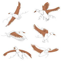 flying ducks one line outline set, ,vector