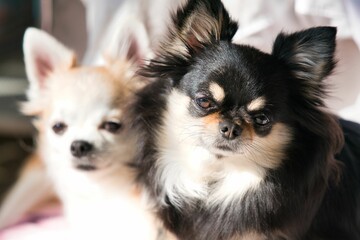 日向ぼっこ中のチワワちゃん