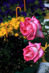 flowers of various colors
