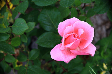 flowers of various colors
