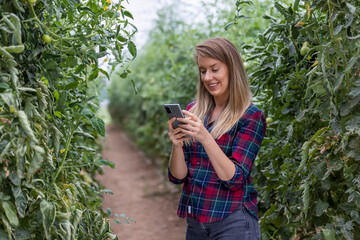 Smart agriculture. Agricultural technology and organic farming A woman uses a mobile phone with innovative technology and studies the development of varieties in a greenhouse.