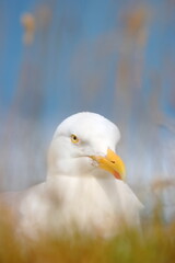 Close up portrait of Herring Gull