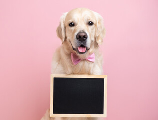 The dog is holding a black sign with room for text. A golden retriever sits on a pink background...