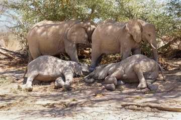 Elephant family with two sleeping cubs