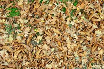 Autumn leaves in the park.