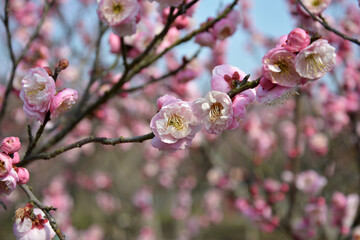 pink plum blossoms on the branch in sunny day in early spring