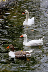white swans swimming in park pond