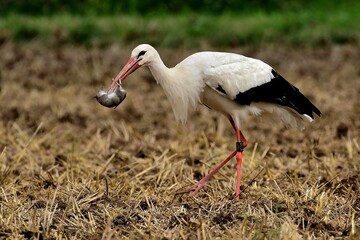 Ein Weißstorch (Ciconia ciconia) hat eine Schermaus gefangen und wird sie verzehren.