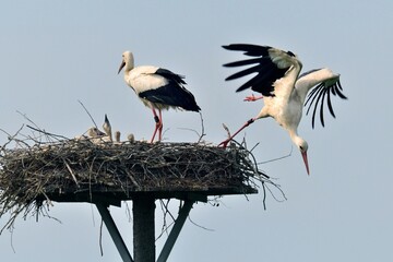 Weißstorch (Ciconia ciconia) auf dem Nest mit drei Jungen, ein Altvogel fliegt ab.