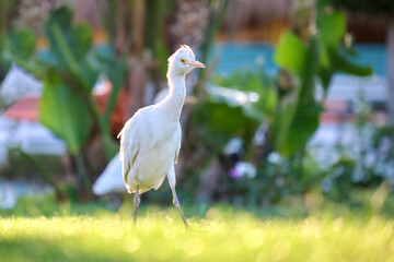 Fototapeta premium White cattle egret wild bird, also known as Bubulcus ibis, walking on green lawn at hotel yard in summer