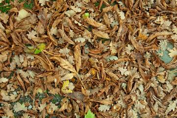 Autumn leaves in the park.