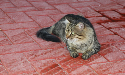stray cat on colorful pavement