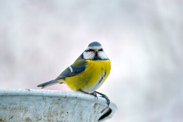 Yellow wild tit bird looking for food on cold winter day