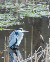 A gray heron (Ardeidae) standing in the water. A long legged, long necked, freshwater and coastal bird. Vertical nature photography taken in Sweden in January.