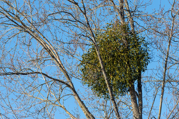 Large specimen of a mistletoe, green parasitic plant, a hemiparasitic evergreen shrub, which grows on the stems of other trees, host tree. In Sweden this plant is protected. Blue sky background.