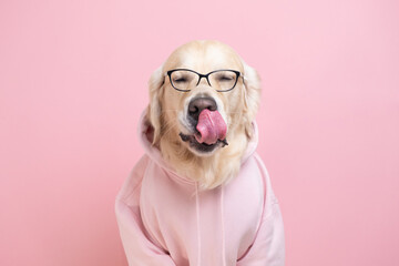 Portrait of a dog in a dark gray sweatshirt with a hood. Golden retriever in clothes sits on a white background.