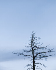 Lonely tree top with blue background