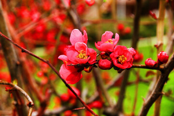 colorful spring flowers