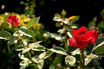 flowers of various colors
