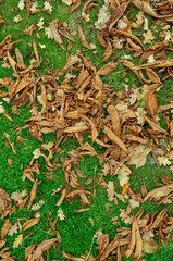Autumn leaves in the park.