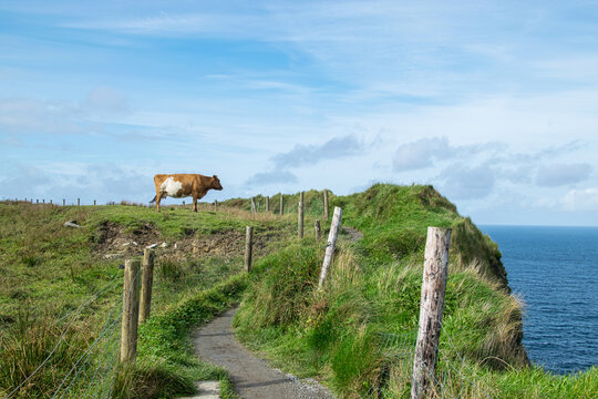Eine irische Weidekuh blickt auf das Meer hinaus an den Cliffs of Moher