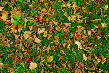 Autumn leaves in the park.