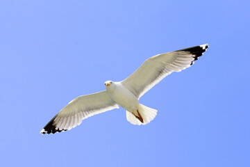 seagull flying in the sky