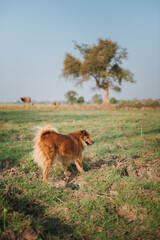 Asian thai dog walking in farm in sunny day. Dog and summer themes.