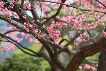 매화