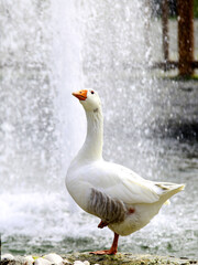 goose on snow