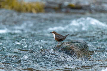 Cincle plongeur | Oiseau suisse | Cours d'eau